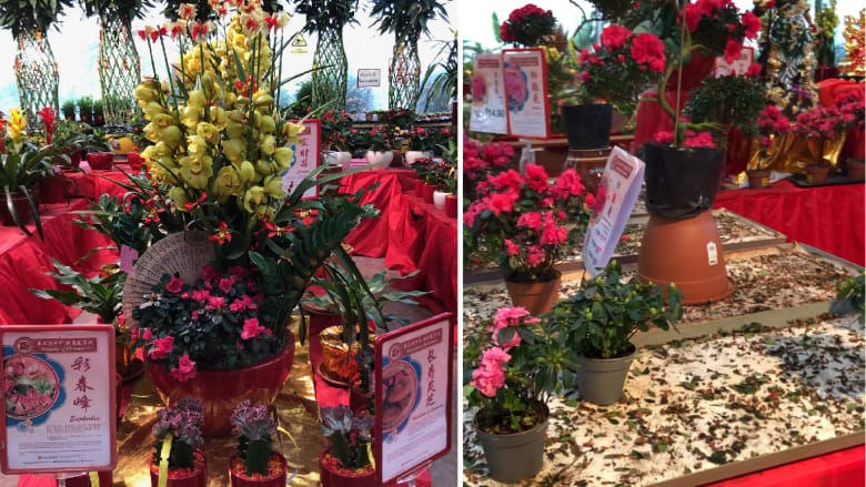 花圃畅销年花几乎售罄今晚仍营业至午夜后