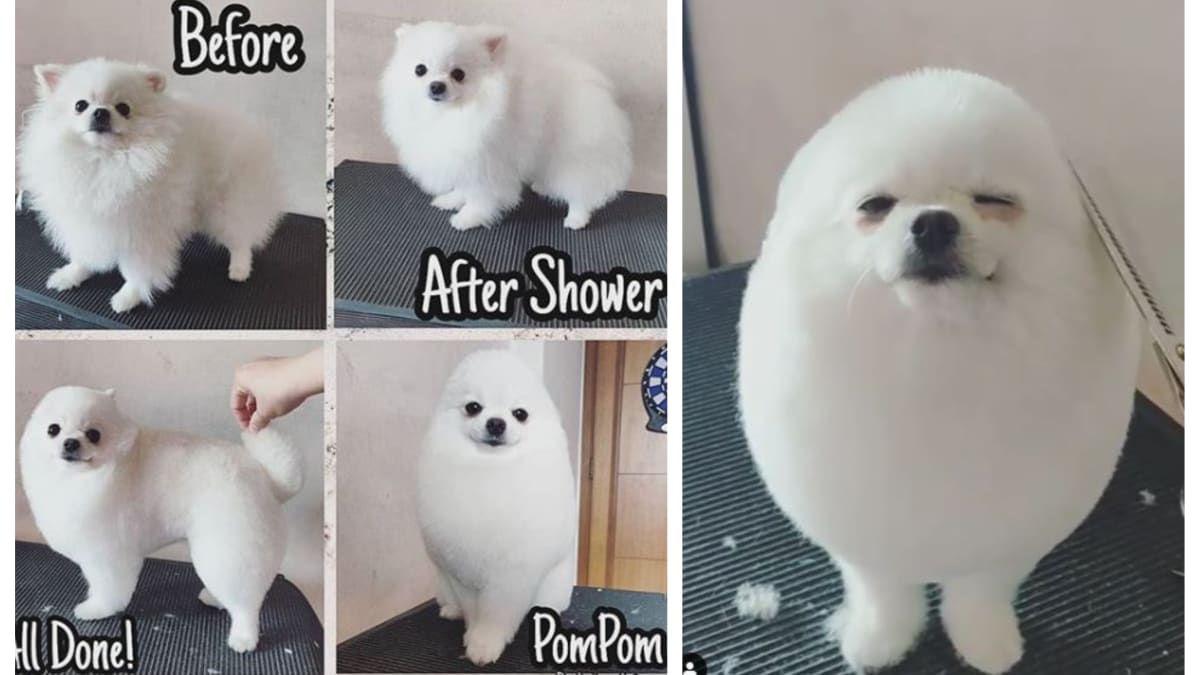 修毛后变 鸡蛋狗 雪白萌犬成网红 修毛后变 鸡蛋狗 雪白萌犬成网红