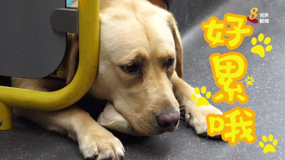 爱之引导 走进导盲犬与视障者的世界 爱之引导 走进导盲犬与视障者的世界