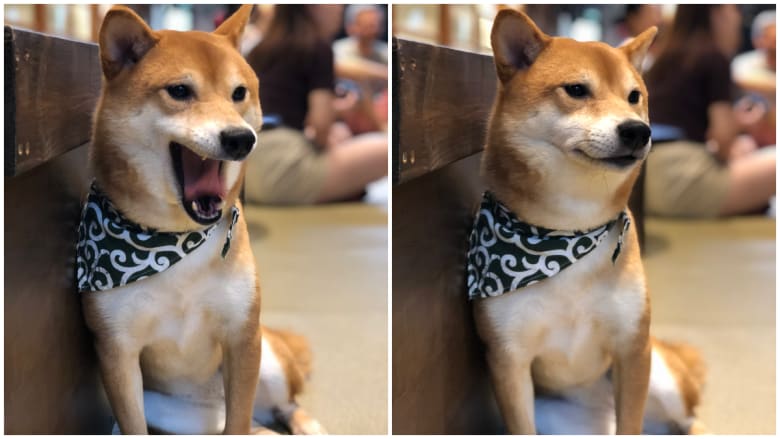 被柴犬包围不是梦 东京必去豆柴犬咖啡馆