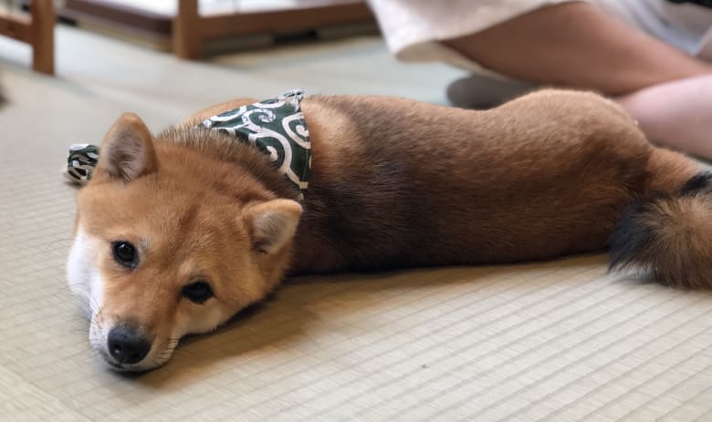 被柴犬包围不是梦 东京必去豆柴犬咖啡馆