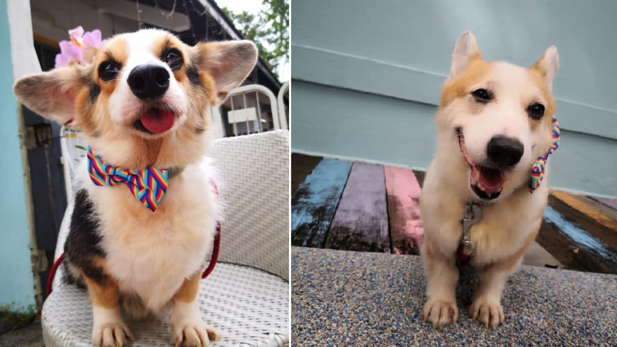 六只可爱柯基犬寻窝新主人要先过 22关