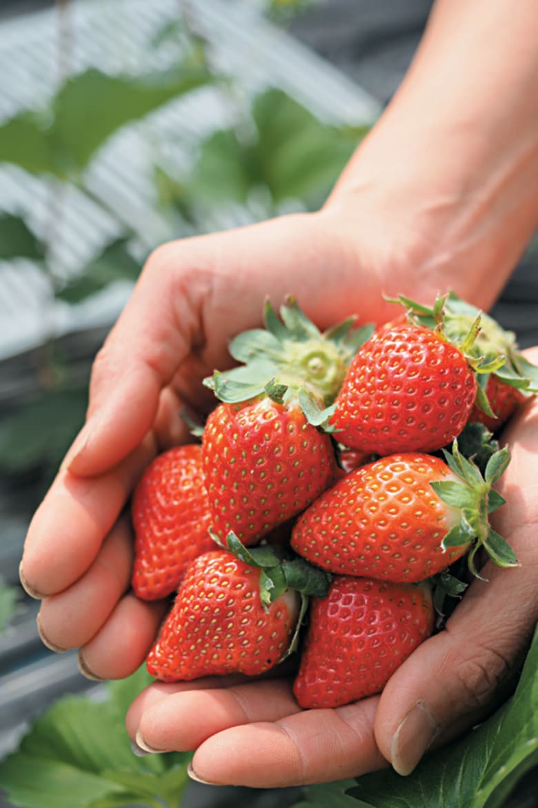草莓控必去 熊本超人气草莓果园和甜品屋